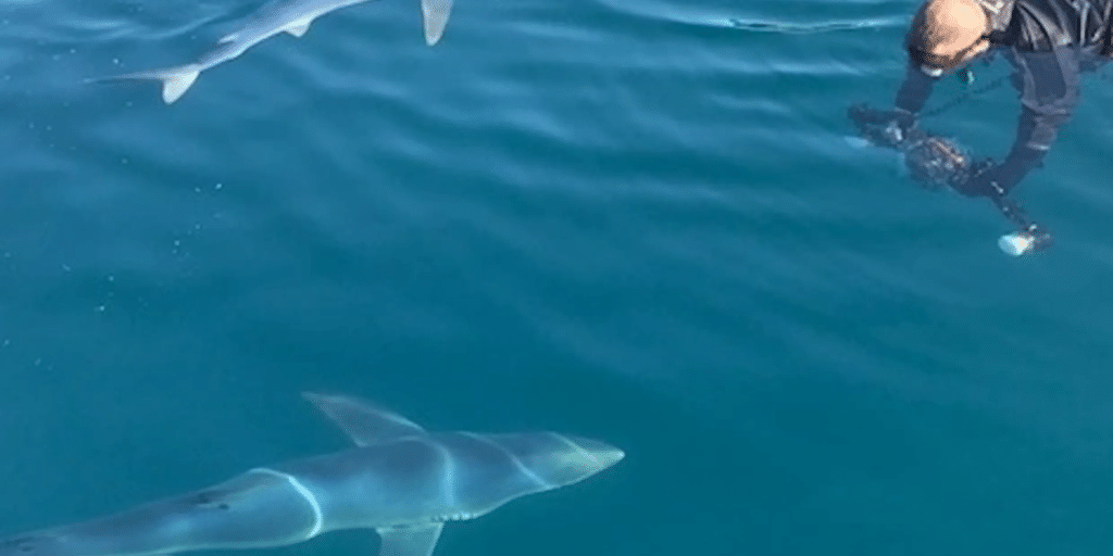 Cornwall Fishing - swimming with sharks