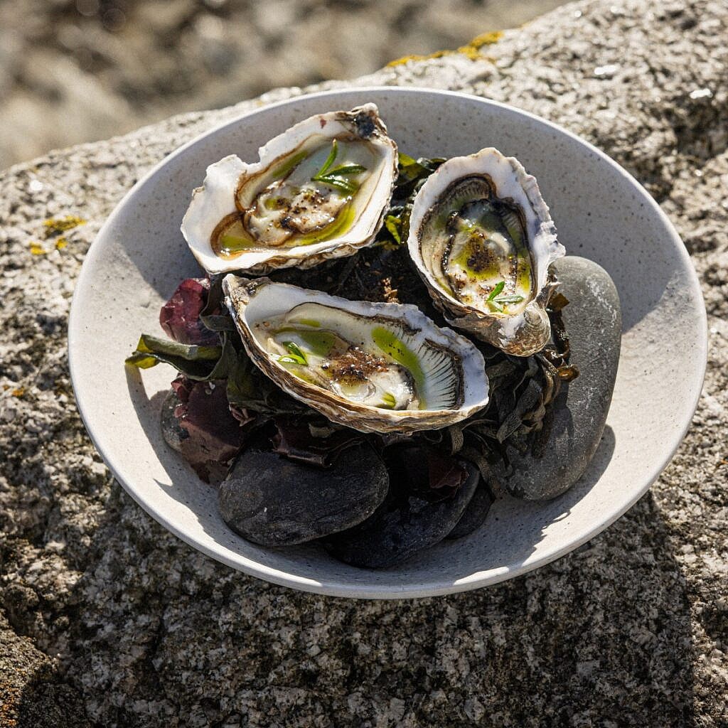 Oysters